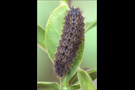 Spanischer Blauer Zipfelfalter Raupe (Laeosopis roboris) 08