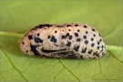 Lilagold-Feuerfalter Puppe 18 (Lycaena hippothoe)