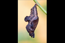 Blauschwarzer Eisvogel Puppe (Limenitis reducta) 06