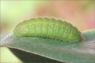 Violetter Feuerfalter Raupe (Lycaena alciphron) 01