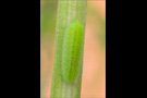 Großer Feuerfalter Raupe (Lycaena dispar) 07