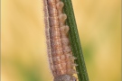 Balkan Schachbrett Raupe (Melanargia larissa) 06