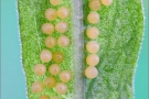 Wachtelweizen-Scheckenfalter Eier 07 (Melitaea athalia)