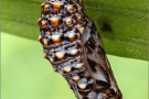 Wachtelweizen-Scheckenfalter Puppe 10 (Melitaea athalia)