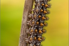 Wachtelweizen-Scheckenfalter Raupe 09 (Melitaea athalia)