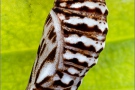 Ehrenpreis-Scheckenfalter Puppe (Melitaea aurelia) 12