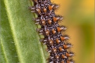 Ehrenpreis-Scheckenfalter Raupe (Melitaea aurelia) 11