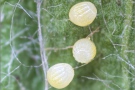 Wegerich-Scheckenfalter Eier (Melitaea cinxia) 14