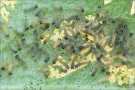Wegerich-Scheckenfalter Melitaea cinxia) 17