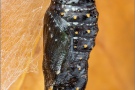 Wegerich-Scheckenfalter Puppe (Melitaea cinxia) 19