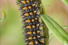 Leinkraut-Scheckenfalter Raupe (Melitaea deione) 03