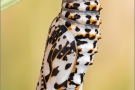 Roter Scheckenfalter Puppe (Melitaea didyma) 17