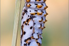 Roter Scheckenfalter Puppe (Melitaea didyma) 16