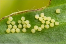 Südwestlicher Wachtelweizen-Scheckenfalter (Melitaea celadussa) 01