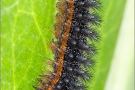 Flockenblumen Scheckenfalter Raupe (Melitaea phoebe) 12