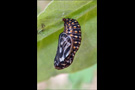 Westalpiner Scheckenfalter Puppe (Melitaea varia) 05