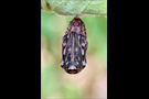 Westalpiner Scheckenfalter Puppe (Melitaea varia) 04