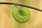 Alpen-Wiesenvögelchen Puppe (Coenonympha gardetta) 15