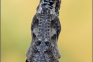 Natterwurz-Perlmutterfalter Puppe (Boloria titania) 27