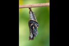 Schwarzbrauner Trauerfalter Puppe (Neptis sappho) 01