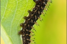 Natterwurz-Perlmutterfalter Raupe (Boloria titania) 22