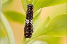 Schwalbenschwanz Raupe (Papilio machaon) 06