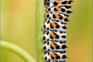 Schwalbenschwanz Raupe (Papilio machaon) 09