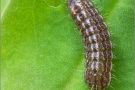 Argus-Bläuling Raupe (Plebejus argus) 04