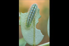 Raupe Ginster-Bläuling (Plebejus idas) 02