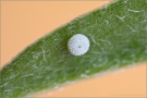 Weißdolch Bläuling Ei (Polyommatus damon) 16