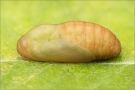 Weißdolch-Bläuling Puppe (Polyommatus damon) 01