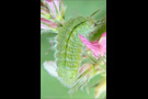 Weißdolch-Bläuling Raupe (Polyommatus damon) 03