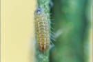 Weißdolch Bläuling Raupe (Polyommatus damon) 14