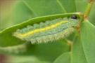 Zahnflügel-Bläuling Raupe (Polyommatus daphnis) 04