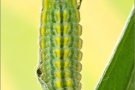 Zahnflügel-Bläuling (Polyommatus daphnis) 22