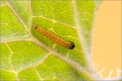 Westlicher Resedafalter Raupe (Pontia daplidice) 02