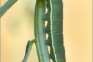 Postillon Raupe (Colias croceus) 19
