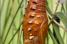 Mittlerer Perlmuttfalter Puppe (Fabriciana niobe) 14