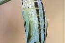 Alpen-Wiesenvögelchen Puppe (Coenonympha gardetta) 19