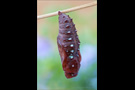 Puppe Feuriger Perlmutterfalter (Argynnis adippe) 05