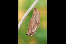 Randring-Perlmutterfalter Puppe (Boloria eunomia) 03