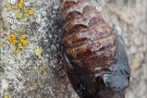 Alpenmatten-Perlmutterfalter Puppe (Boloria pales) 01