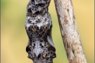 Natterwurz-Perlmutterfalter Puppe (Boloria titania) 24