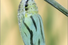 Alpen-Wiesenvögelchen Puppe (Coenonympha gardetta) 17