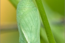 Puppe Rotbraunes Wiesenvögelchen (Coenonympha glycerion) 06