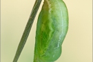 Großes Wiesenvögelchen Puppe (Coenonympha tullia) 07
