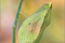 Postillon Puppe (Colias croceus) 12