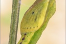 Goldene Acht Puppe (Colias hyale) 14