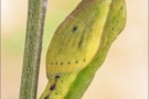 Goldene Acht Puppe (Colias hyale) 14