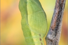 Alpen-Gelbling Puppe (Colias phicomone) 07